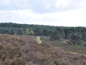 Wandeltip - Wandelroute Wilsum